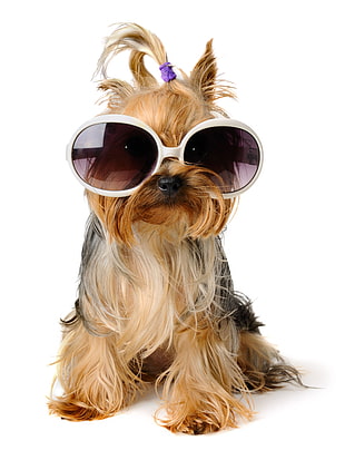 white-framed oversized sunglasses, dog