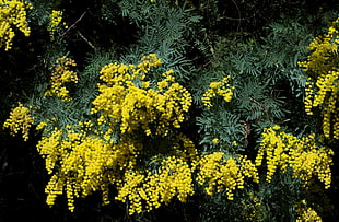 green tree with yellow flowers HD wallpaper