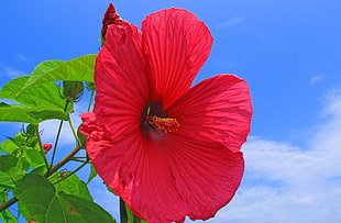 red Hibiscus with clear sky background HD wallpaper