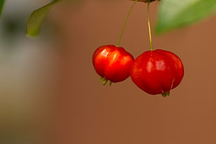 depth of field photography of two round red fruits