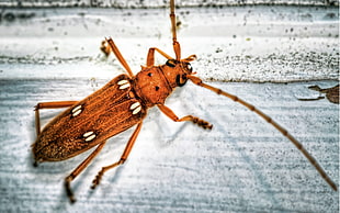 brown longhorn beetle in closeup photography