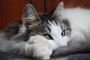 tilt shift lens photography of white and gray cat