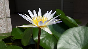 white, yellow, and green flower