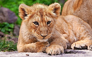 brown lion cub focus photo