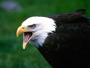 Bald Eagle with open beak photo