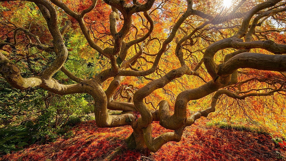 photo of tree stems HD wallpaper