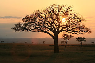 bare tree trunk in plain ground, tanzania, mikumi HD wallpaper
