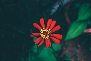 red petaled flower, Flower, Bud, Petals