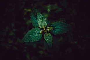 high angle low light photography of peppermint plant