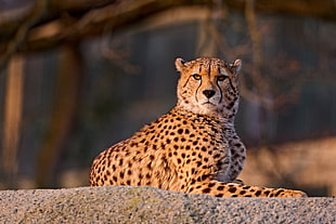 closeup photography of Cheetah HD wallpaper