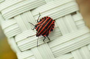 red and black banded stink bug