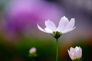 pink petaled flower in self-focus photo HD wallpaper
