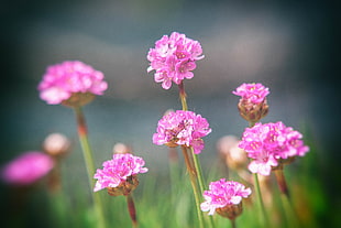 shallow focus photography of Pink Flowers during day time
