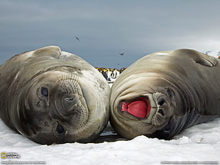 two black sea lions, animals, National Geographic, seals, snow