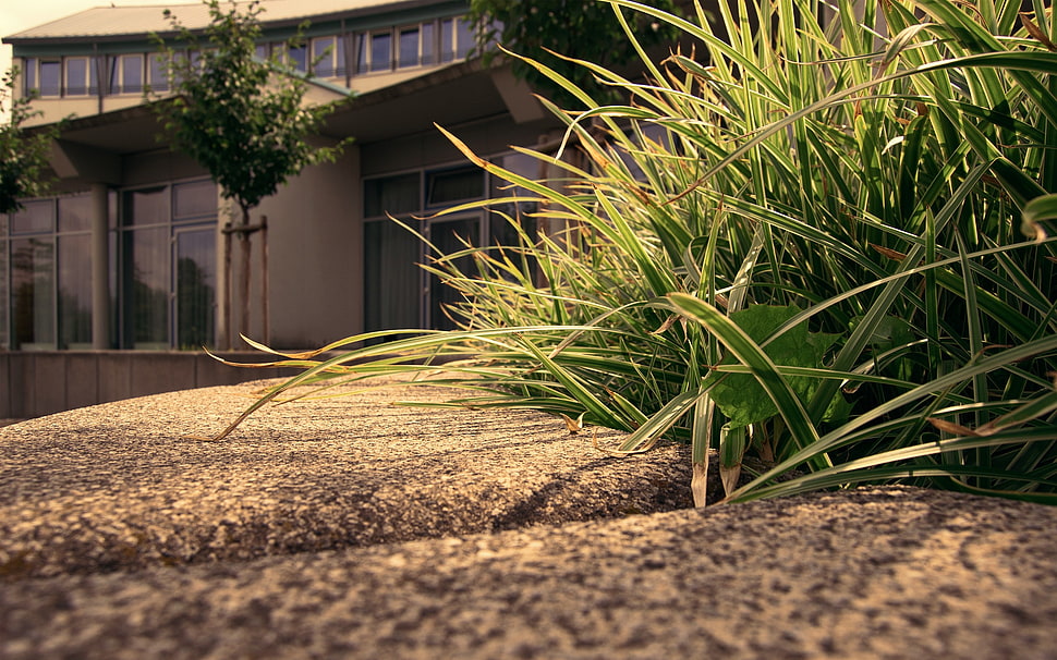 macro, grass, house, building HD wallpaper
