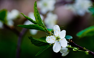 white 5-petaled flower