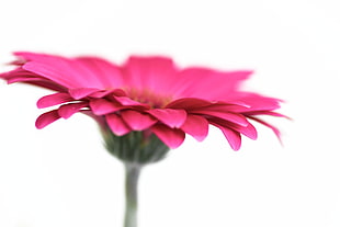 pink Gerbera flower HD wallpaper