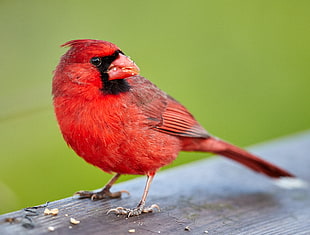 red Cardinal bird on brown wood plank HD wallpaper