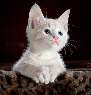 cream kitten leaning on leopard skin textile