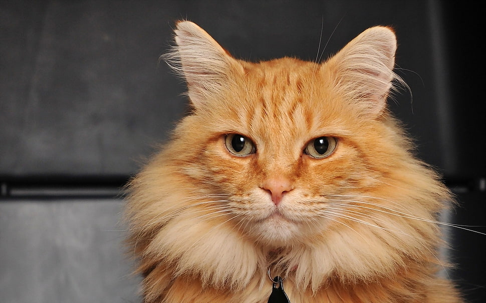 orange maine coon closeup photo HD wallpaper