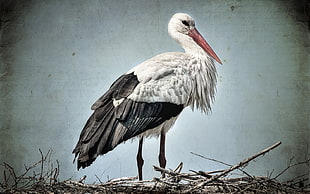 white and black stork
