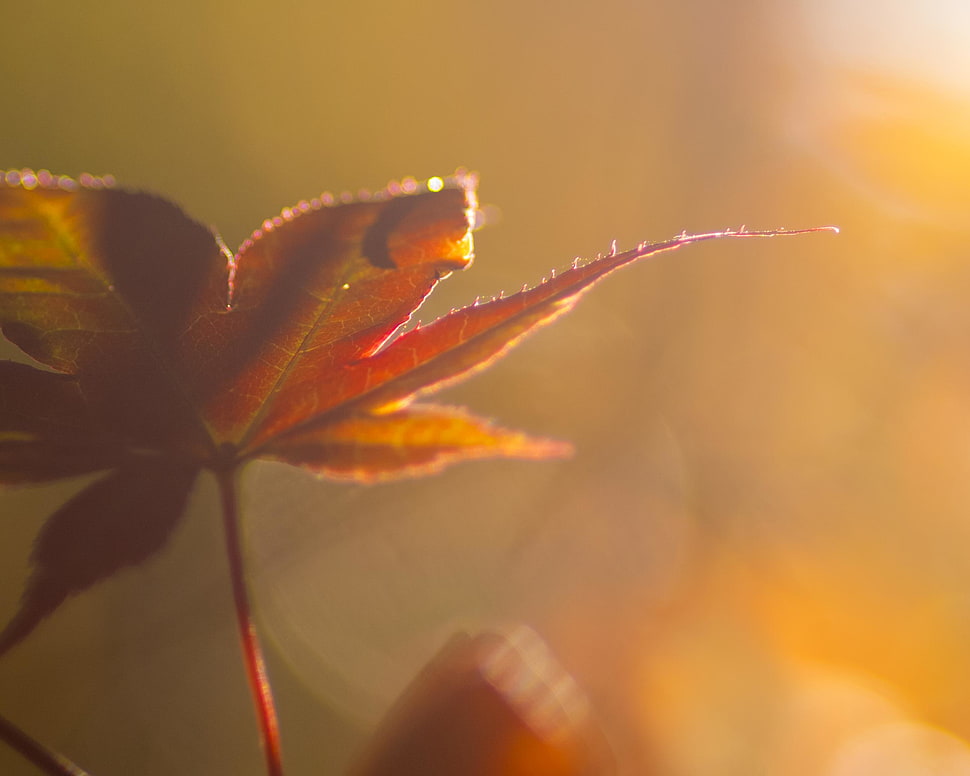 macro shot of Cannabis HD wallpaper