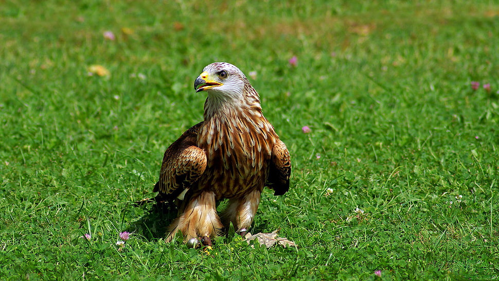 Bald Eagle on ground HD wallpaper
