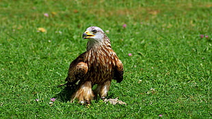Bald Eagle on ground HD wallpaper