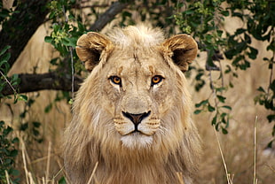 selective focus photography of Lion