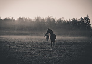 two horses on fog-covered grassland, horse, animals
