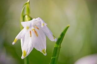 close up photography of white Snowdrop flower HD wallpaper