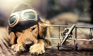 adult golden retriever laying near gray airplane toy