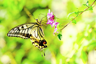 Eastern Swallowtail butterfly on pink flower
