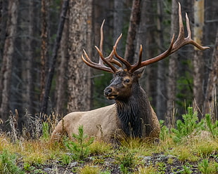 photo of a buck lying on green grass field HD wallpaper