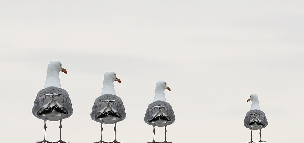 view of four white seagulls HD wallpaper