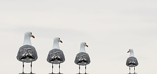 view of four white seagulls