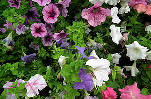 assorted color petaled flowers HD wallpaper