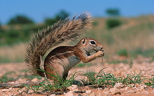 close-up photo of squirrel on ground