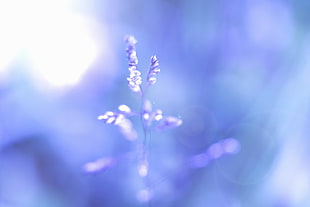 shallow focus photo of lavender HD wallpaper