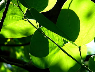 green leaf plants HD wallpaper