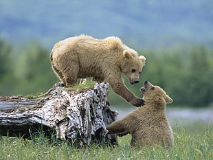 two brown bear cubs HD wallpaper