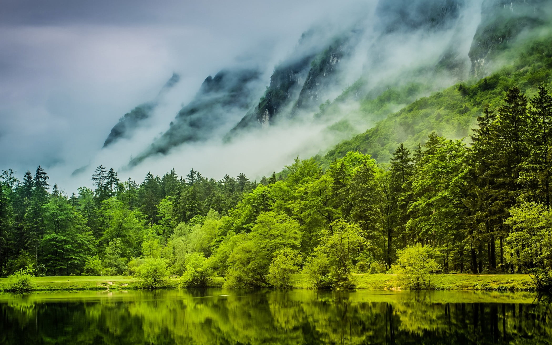 green leafed trees, nature, landscape, green, lake