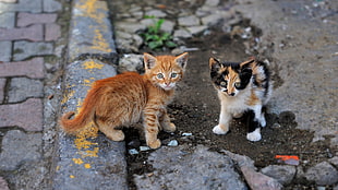 two kitten outside a house