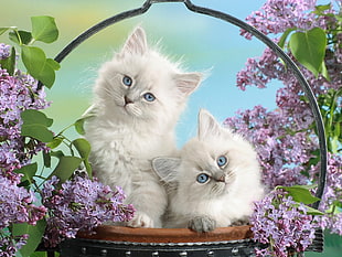 photo of two white Persian kittens with blue eyes