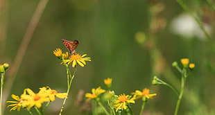 orange and black butterfly perching on flower