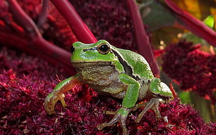 selective focus photography of green and white frog