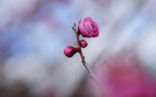selective focus photography of pink rose HD wallpaper