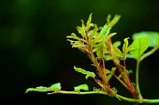 green plant macro photography