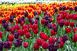 red, purple, and orange petal flower lot