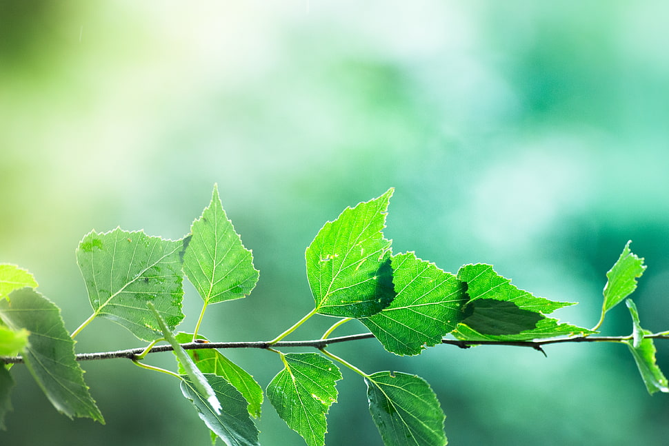 green leaves HD wallpaper